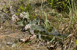 Pinewoods milkweed